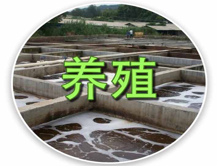养殖